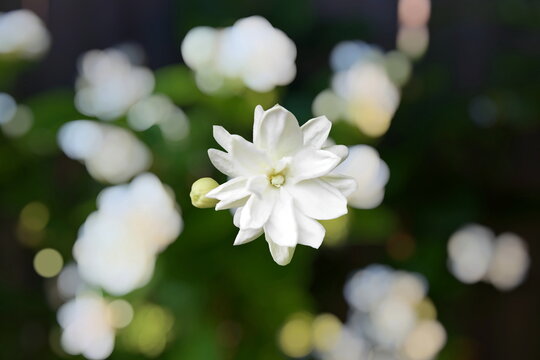 beautiful fresh jasmine  white flower texture in blur background,in india known as mogra,jui,chameli,mallika,jai,it is national flower of philippines 