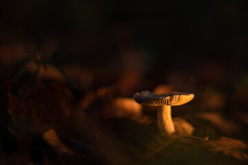 Pilz in der Nacht