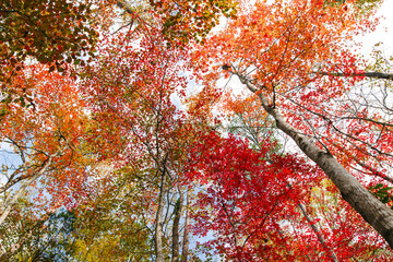 Autumn leaves on hardwood trees looking skyward