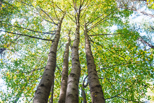 Three Beech trees in a forest looking skyward