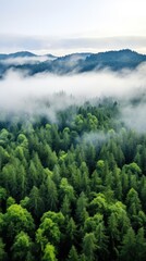 A panoramic view of a dense forest with a white fog covering the treetops