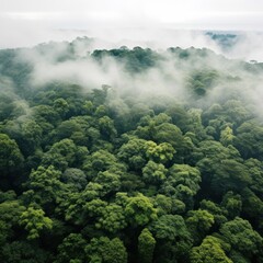 A panoramic view of a dense forest with a white fog covering the treetops