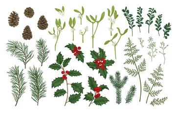 Set of Christmas plants. Vintage botanical illustration. Spruce, pine, holly, fern, eucalyptus seeds, boxwood. Colorful.