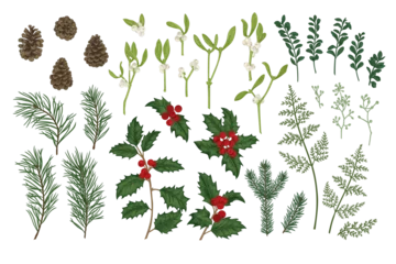 Fotobehang Set of Christmas plants. Vintage botanical illustration. Spruce, pine, holly, fern, eucalyptus seeds, boxwood. Colorful. © Lisla