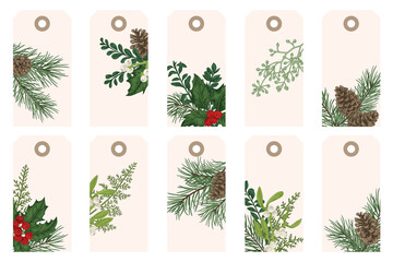 Christmas botany tag. Gift cards with traditional winter plants. Pine, holly, mistletoe, boxwood, fern. Green and red.