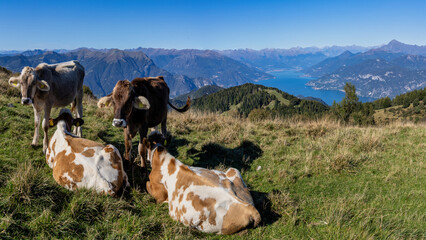 Mucche sopra il lago di Como, Italy