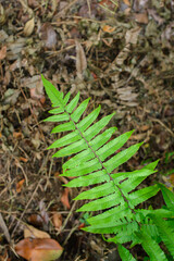 Beautiful Green Leaves on a Dead Grass Ground