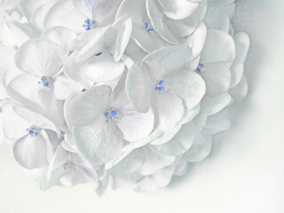 White light blue hydrangea close-up