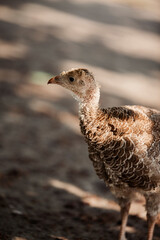 little turkey