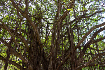 Famous giant Ficus retusa, a species of evergreen woody plant in the fig genus, native to the Malay Archipelago and Malesia floristic region. Algiers, Alger, Algeria.