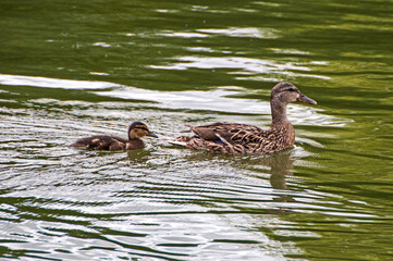 Grey Teal duck family with a  baby duckling. Versailles France.