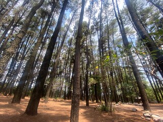 The lush and green pine forest trees create a cool and refreshing atmosphere