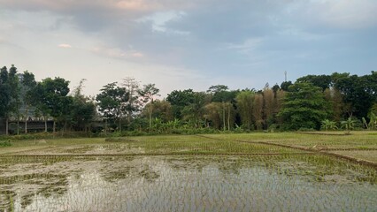 fertile and beautiful rice fields and agricultural land in the mountainous area