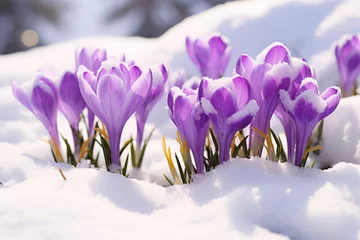 Poster Purple spring crocus flowers growth in the snow © leriostereo