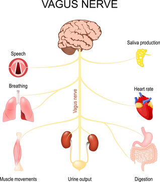 Vagus Nerve. Function of  parasympathetic nervous system.
