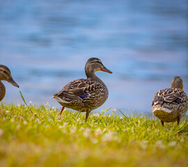 wild duck on the beach