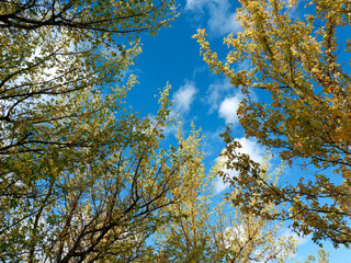 tree in autumn