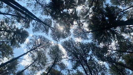 The lush and green pine forest trees create a cool and refreshing atmosphere