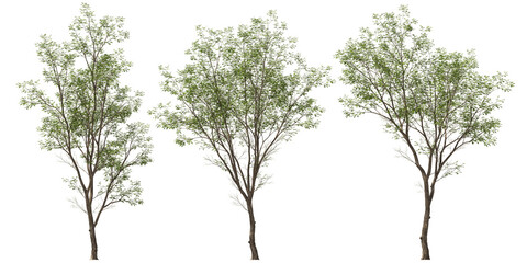 Fototapeta premium swietenia mahagon trees group hq arch viz cutout