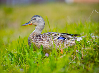 wild duck on the beach