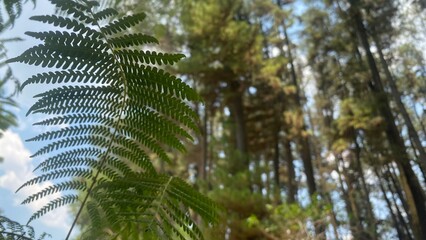 fern leaves that grow wild around pine forests