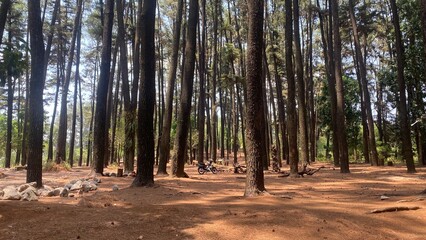 The lush and green pine forest trees create a cool and refreshing atmosphere