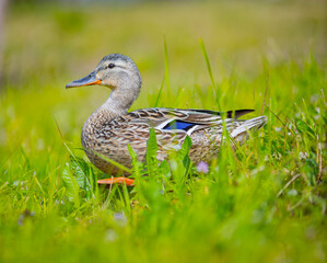 wild duck on the beach