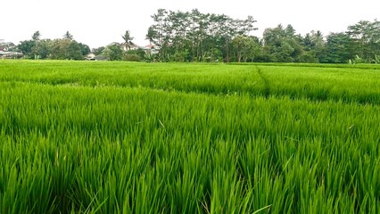 fertile and beautiful rice fields and agricultural land in the mountainous area