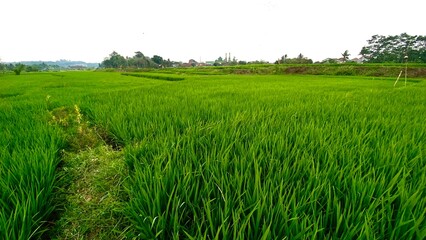fertile and beautiful rice fields and agricultural land in the mountainous area