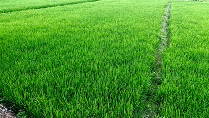 fertile and beautiful rice fields and agricultural land in the mountainous area