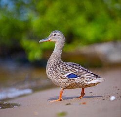 Naklejka na ściany i meble wild duck on the beach