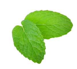  Two  fresh Mint leaves isolated on white background. clipping path on  transparent.