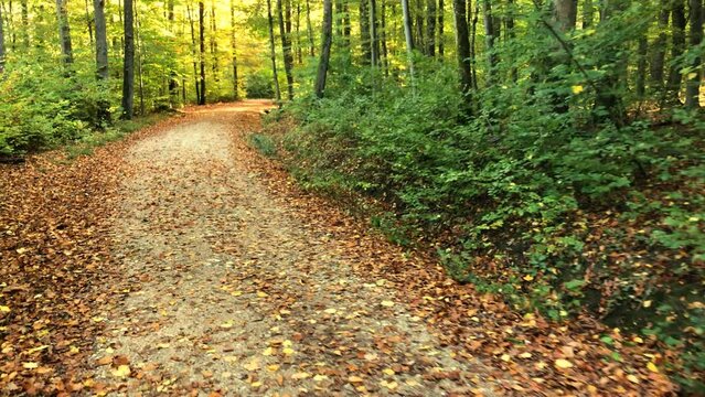walking on a forest track in autumn with fallen, autumnal colored leaves and green trees