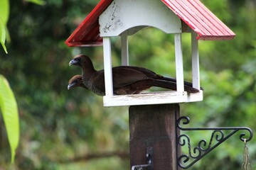 ave - aracuã escamoso - Ortalis squamata
