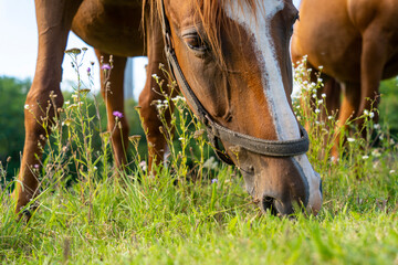 Head of a horse with brown hair grazing grass	
