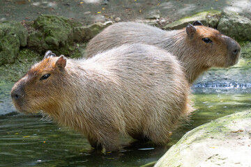 Two capybaras (Hydrochoerus hydrochaeris) standing in water
