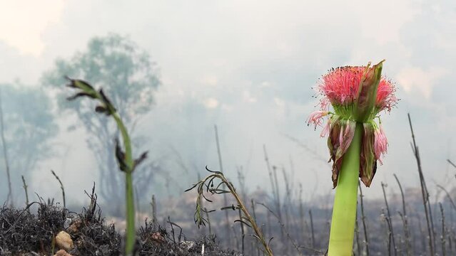 A stunning veld fire in a field in between a suburb and a railway. Showing the death and destruction of an uncontrolled fire. looks like a war scene showing the after effects.