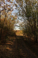 A dirt road through a forest