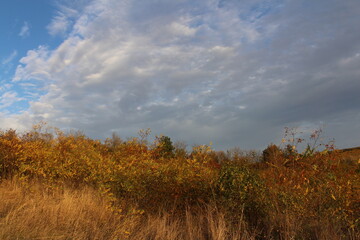 A field of grass and trees