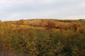 A field of trees and bushes