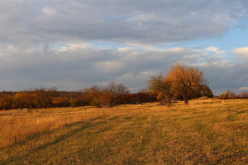 A field with trees and bushes
