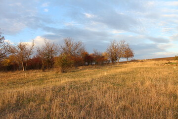 A field with trees and blue sky
