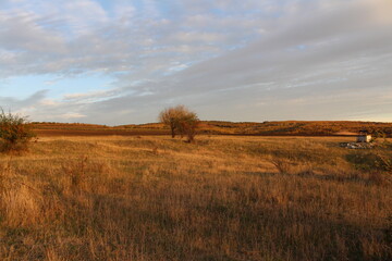 Fototapeta premium A field of grass and a tree