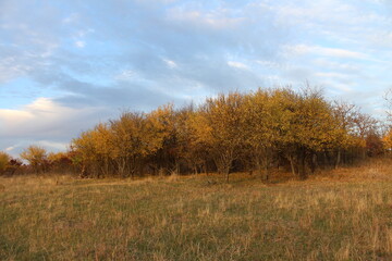 A group of trees in a field