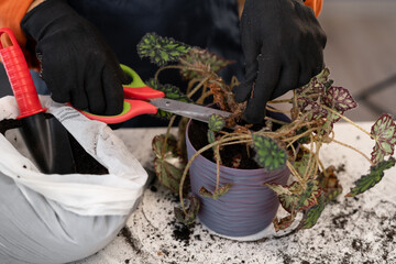 Closeup of child gardener hands pruning roots of houseplant with scissors. Caring of home green...