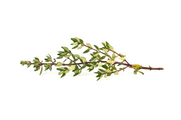 Fresh sprig of thyme on a white background.