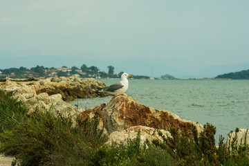 seagull on rock