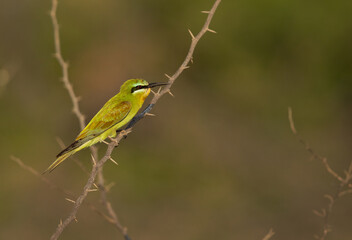 A Blue-cheeked bee-eater perched on acacia tree at Jasra, Bahrain