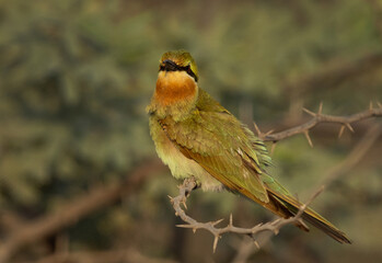 Blue-cheeked bee-eater perched on acacia tree at Jasra, Bahrain