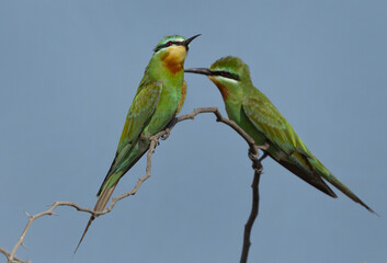 A pair of Blue-cheeked bee-eater perched on acacia tree at Jasra, Bahrain